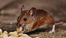 termite-control Experts in Beaver Sprgs
